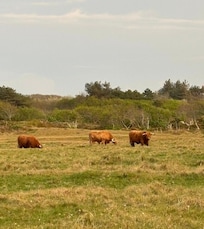 Schotse runderen in de duinen