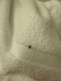 Bugs in the bathroom