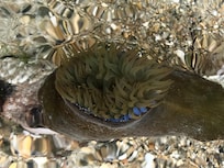 Seeanemone bei Ebbe entdeckt