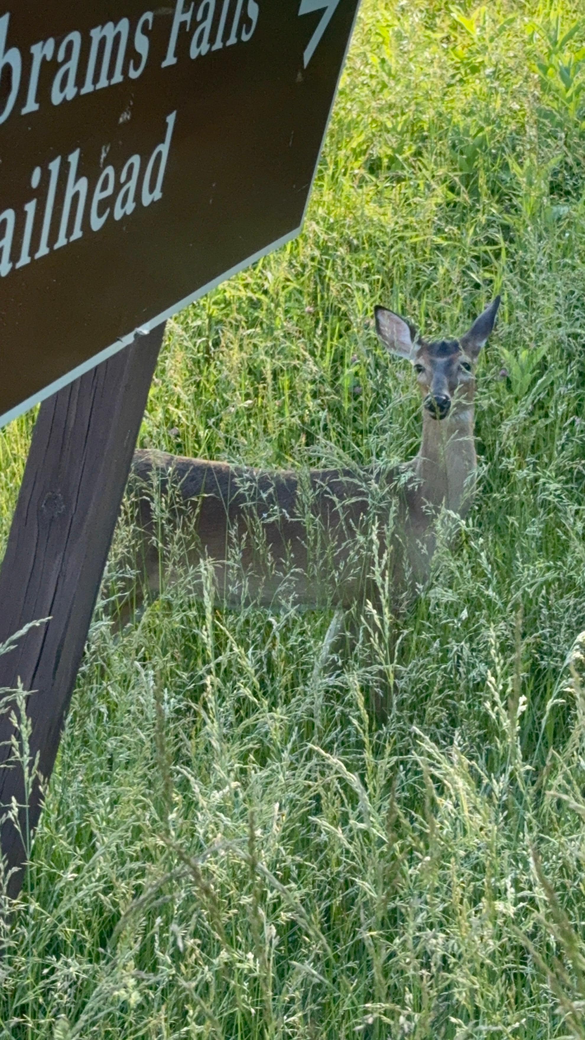 Cades Cove near the Visitor's Center