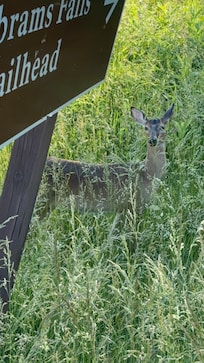 Cades Cove near the Visitor's Center