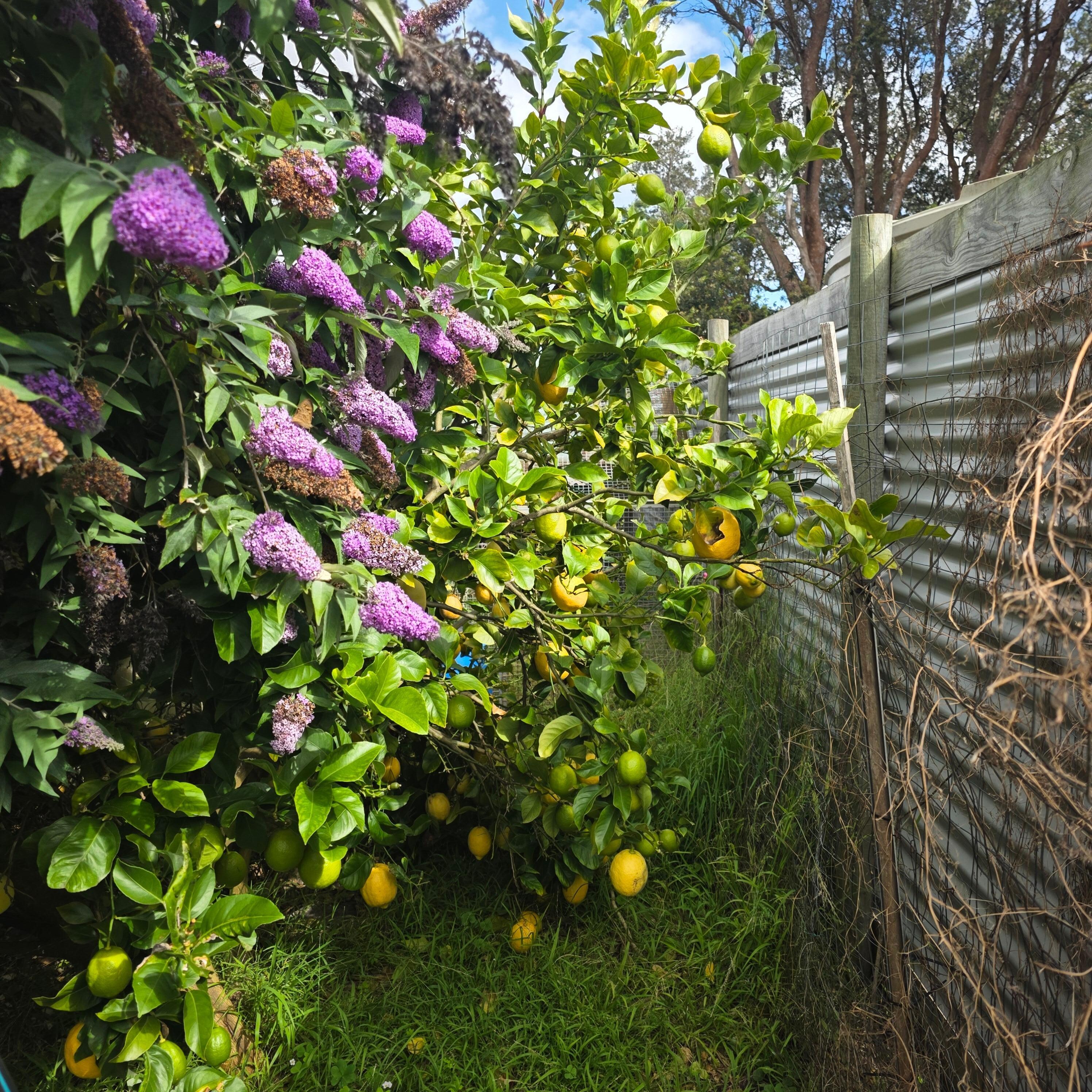 They had a massive lemon tree out the back and a nack yard my 2 little dogs and kids loved. 