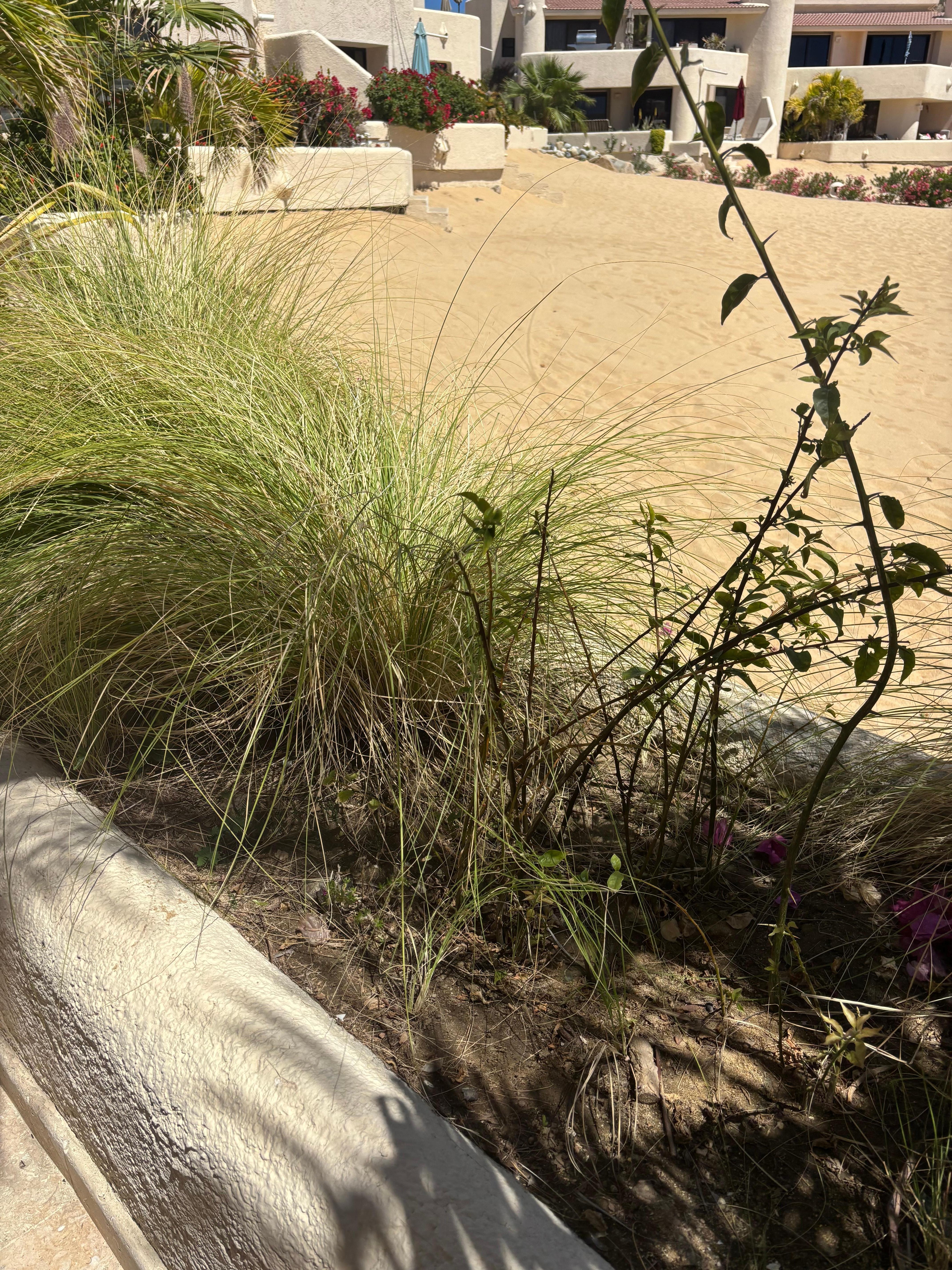 The landscaping out the back patio 