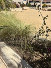 The landscaping out the back patio