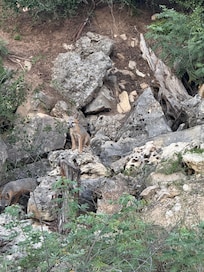 Cute little fox den we passed on the way to the property