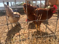 Chickens