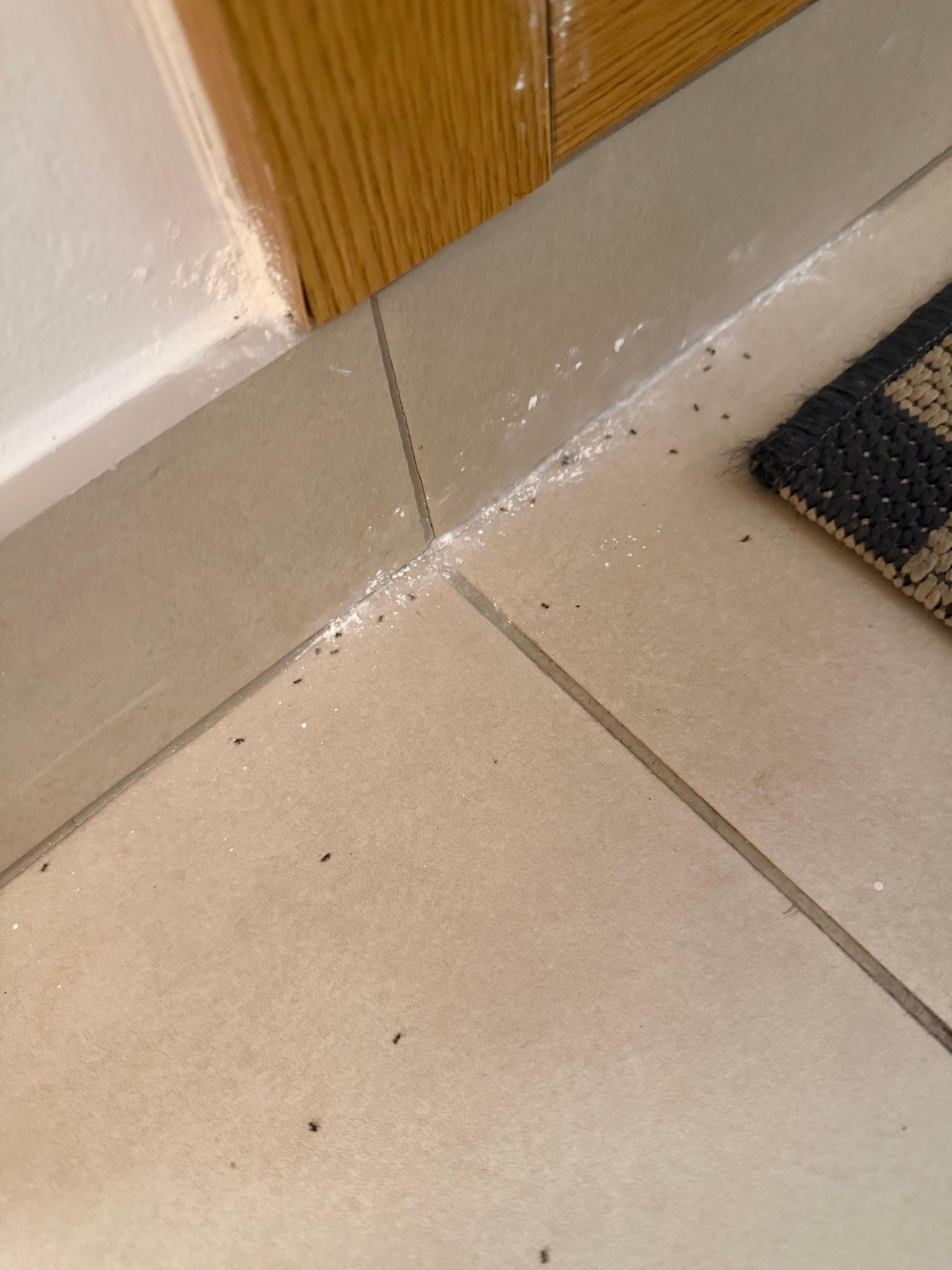 Dried Ant Spray in the Kitchen