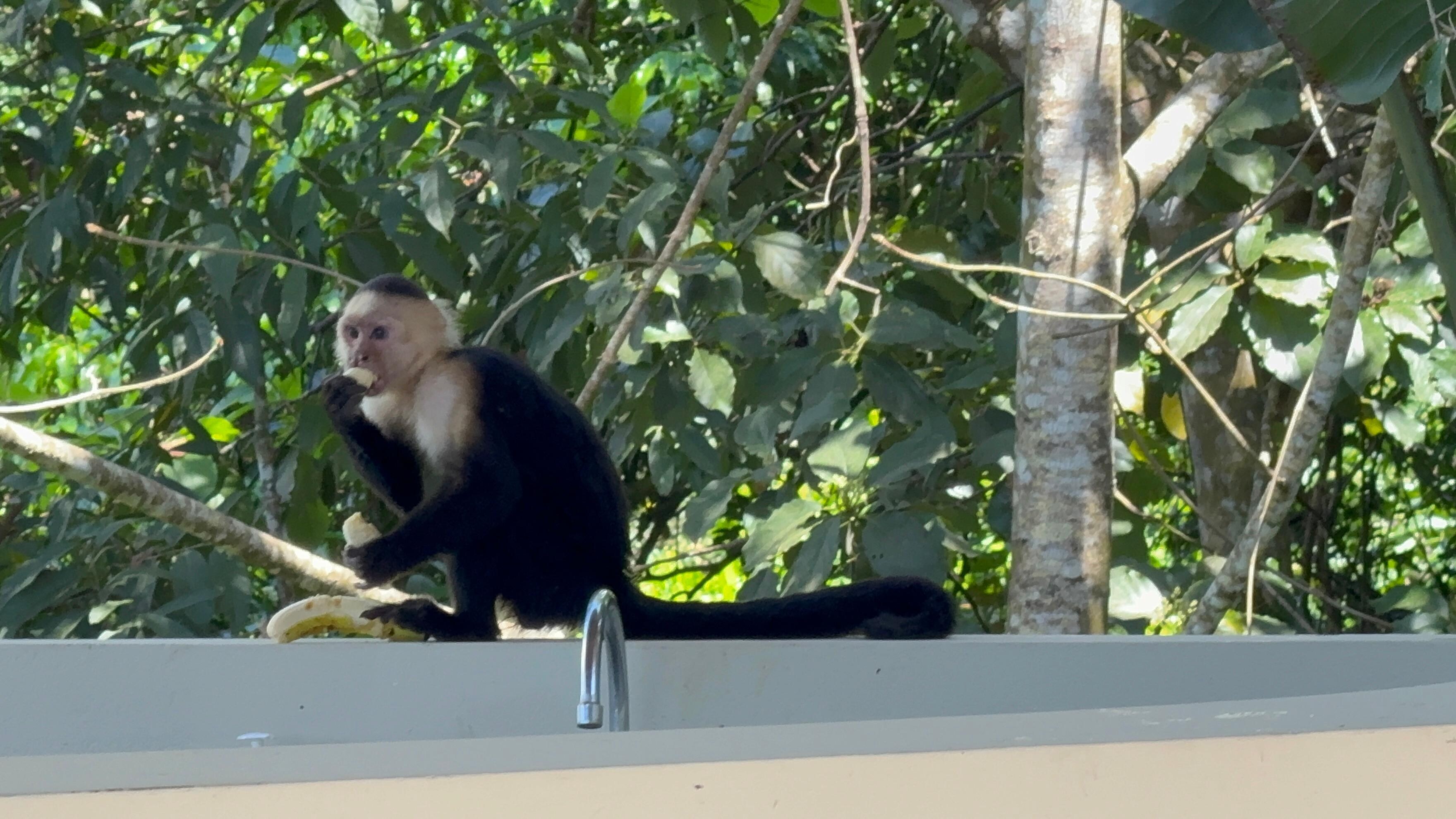 The monkeys stole our bananas 