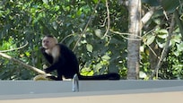 The monkeys stole our bananas