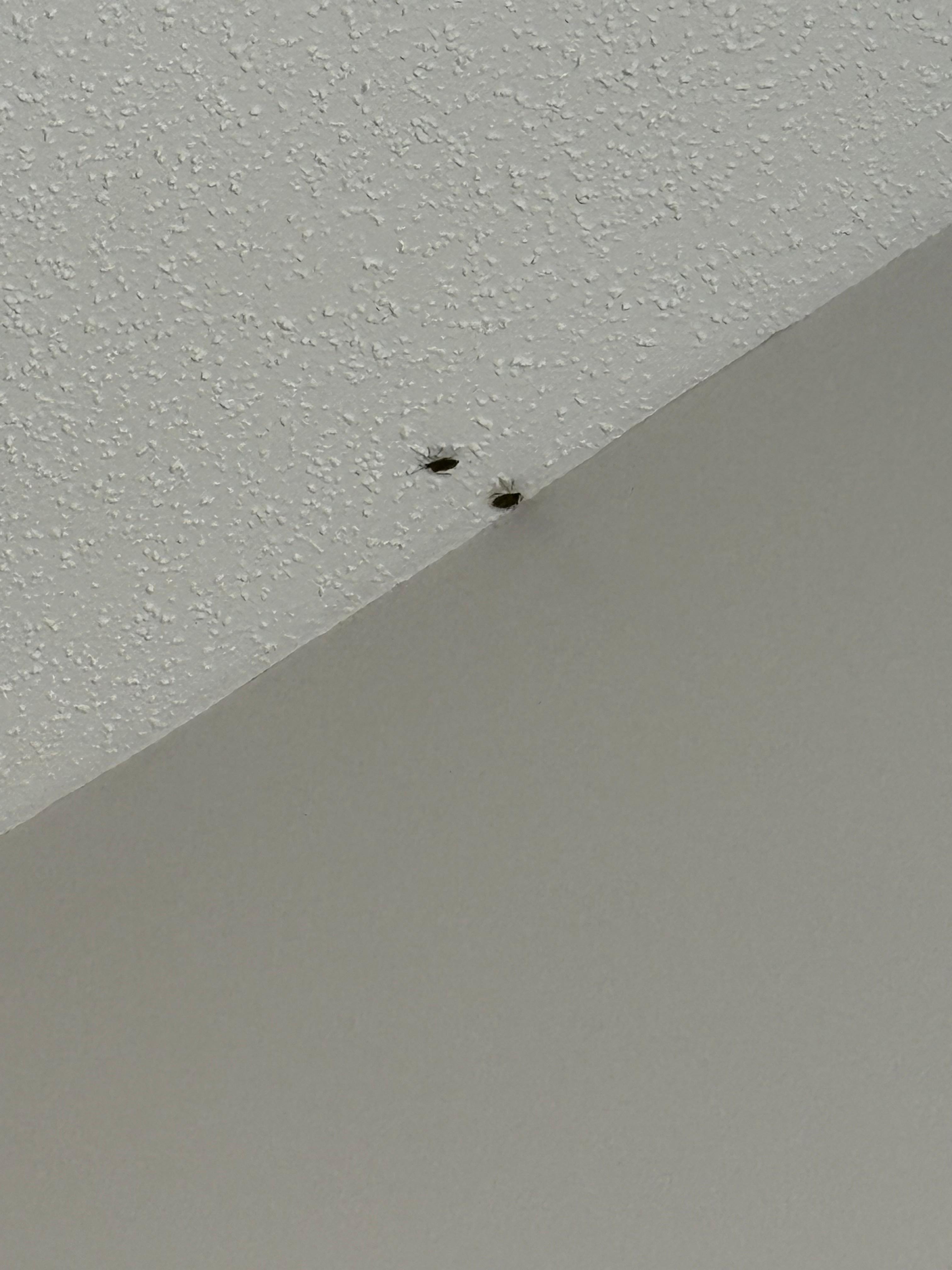 On the ceiling in foyer