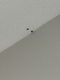 On the ceiling in foyer