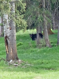 Mama bear with cub at the neighbor’s home