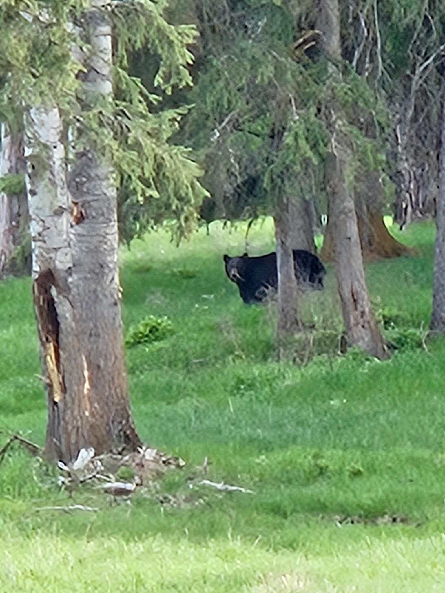 Mama bear with cub at the neighbor’s home