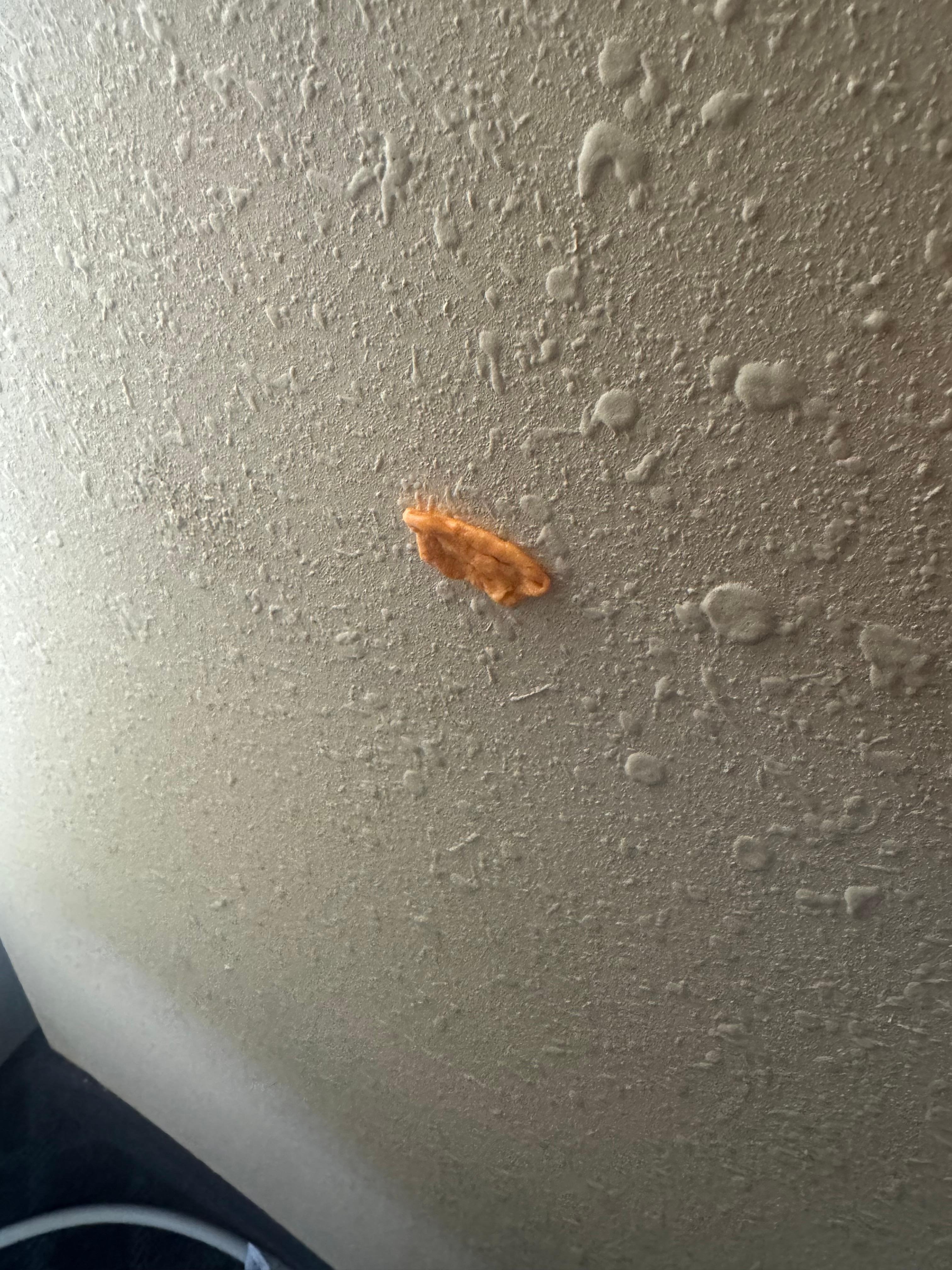 Gum on room wall. 