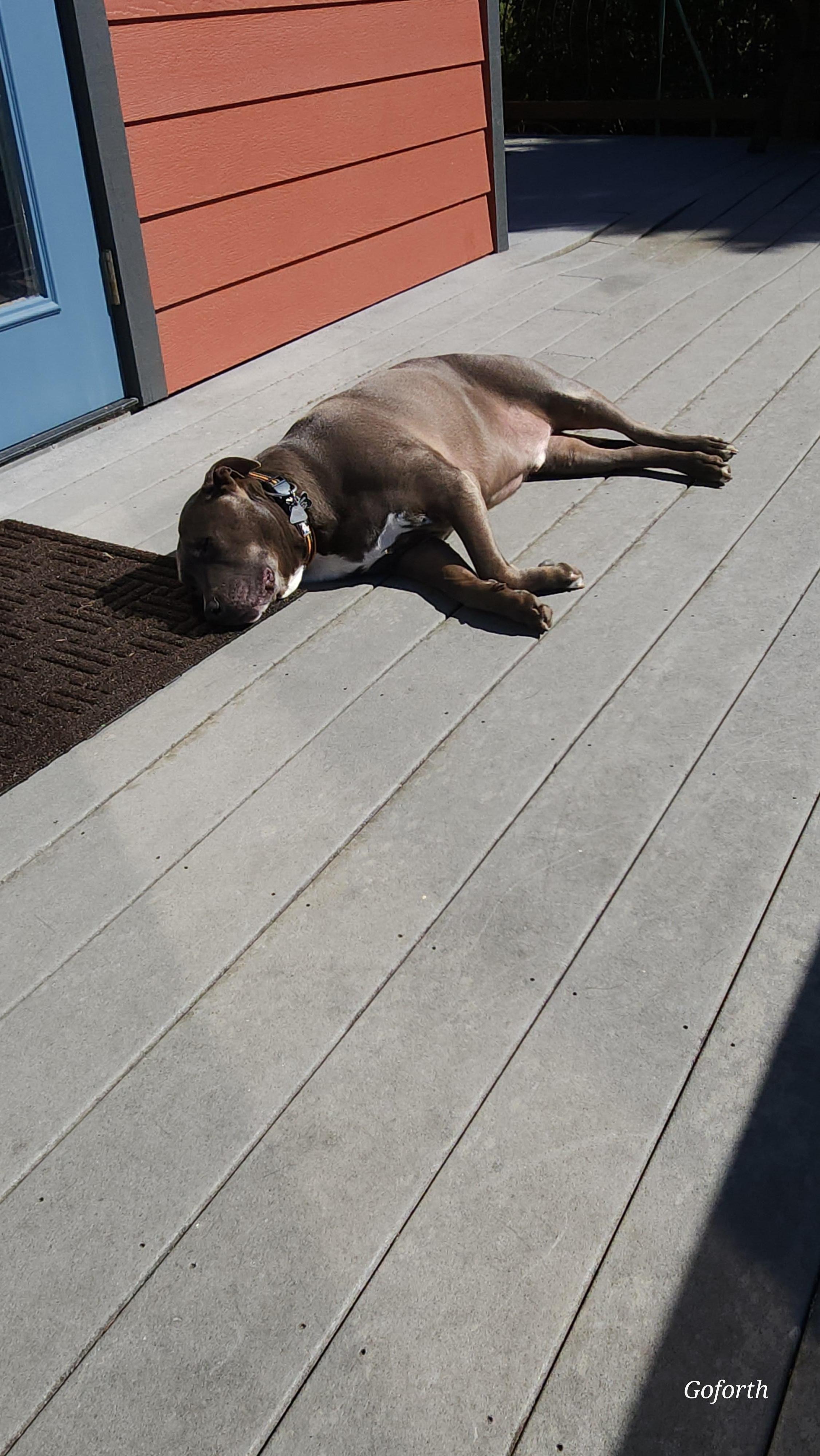 Odin loves sunbathing on the deck.