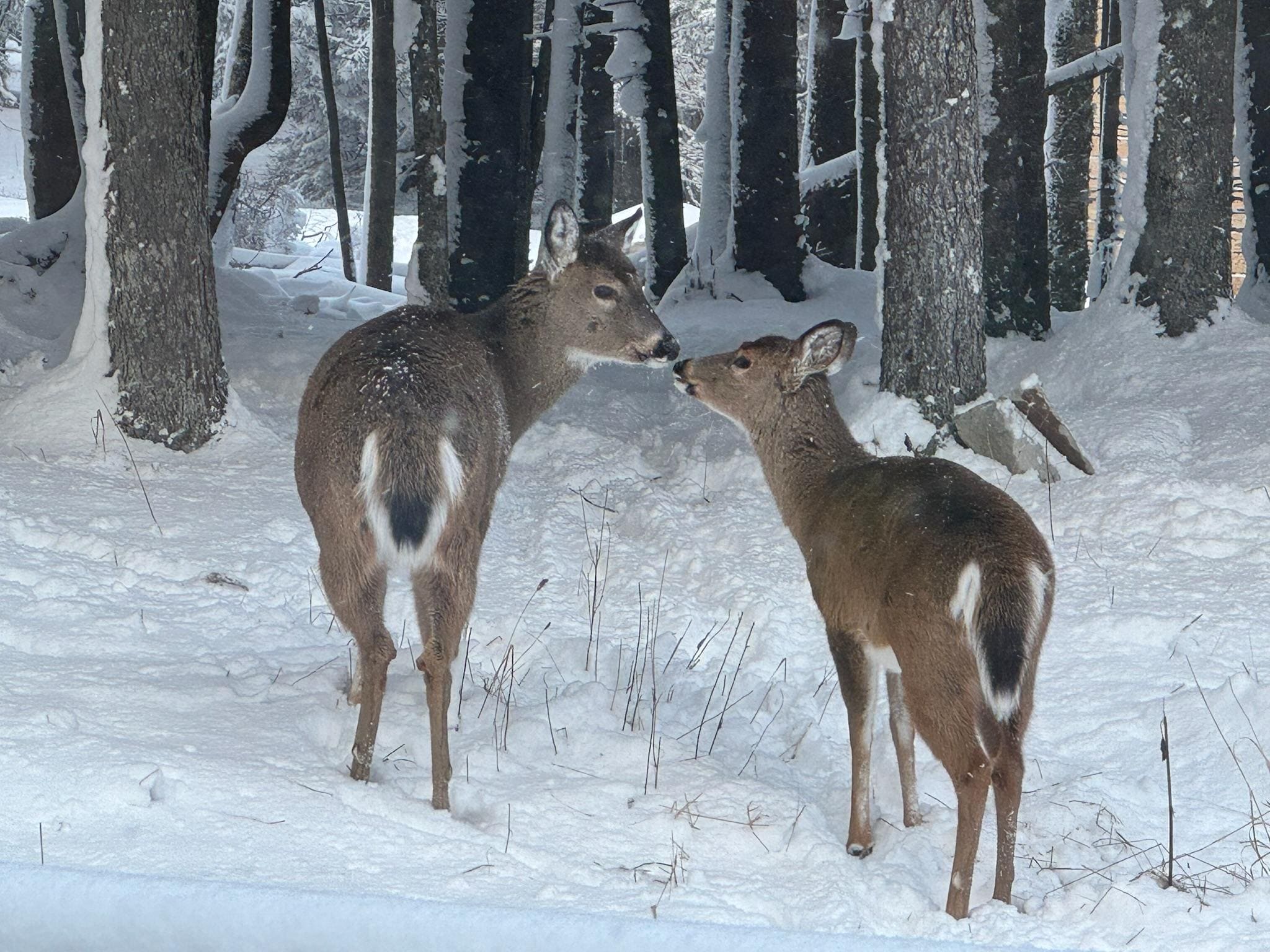 Deer hanging out off the back deck