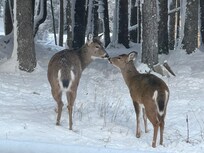 Deer hanging out off the back deck