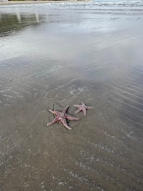 Starfish at Seaside