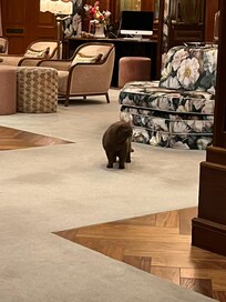 The welcoming committee.