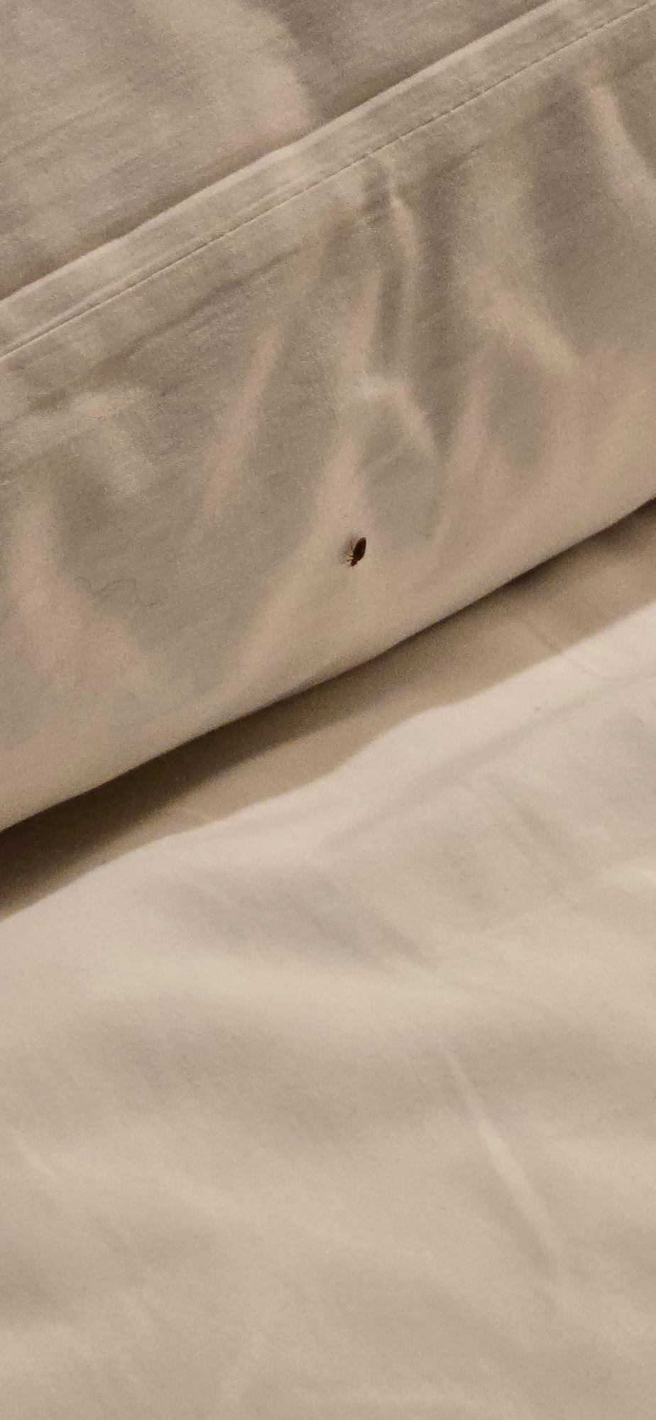 Bed bug in our first room