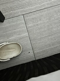 Dead roach