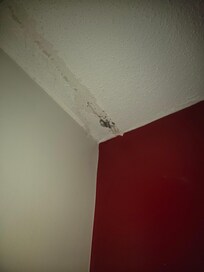 Black mold on ceiling