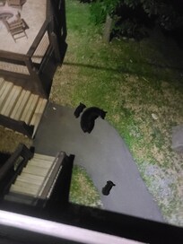 Mamma and cubs came to visit.