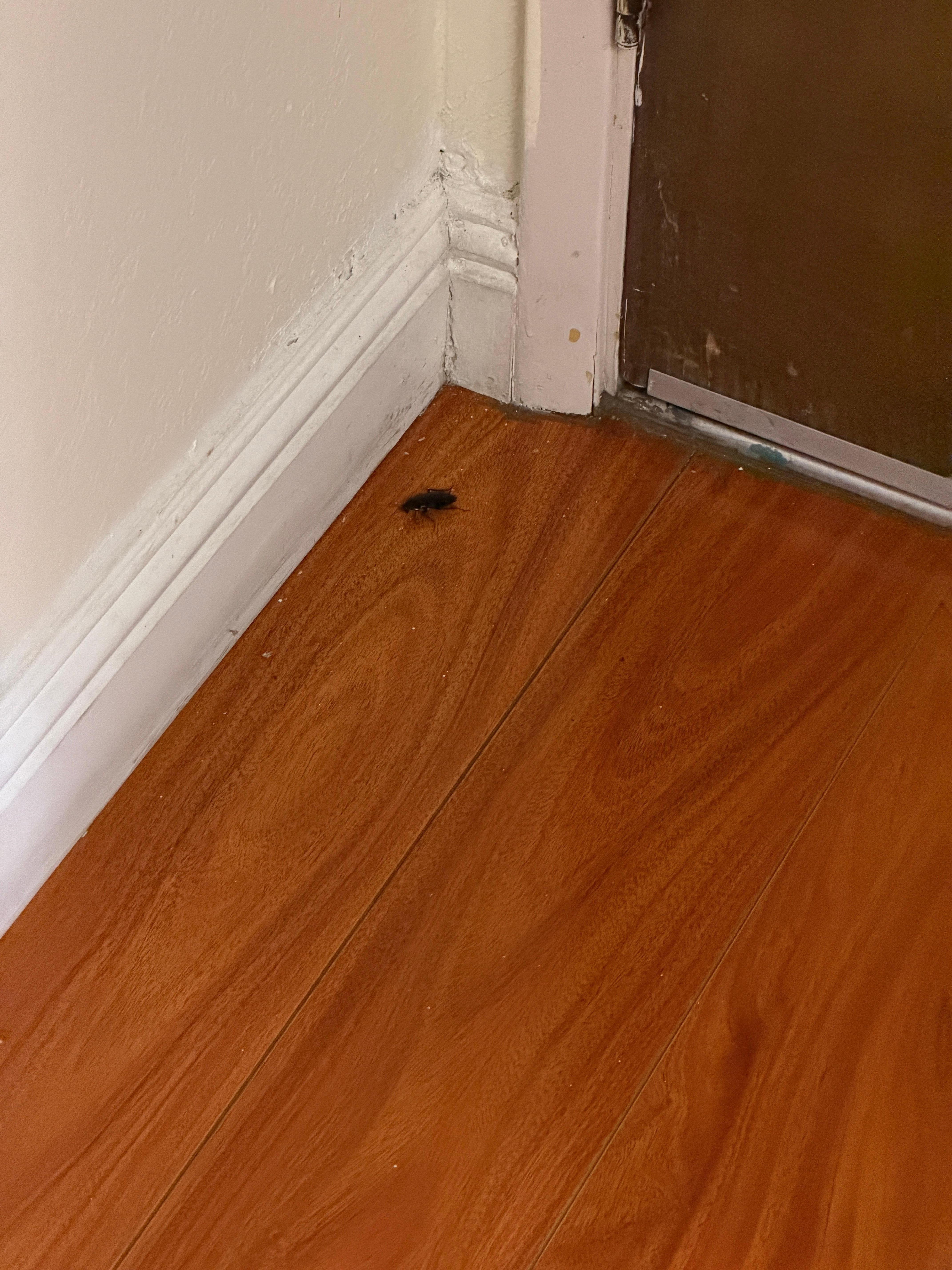 Not the only cockroach I found in my room. 