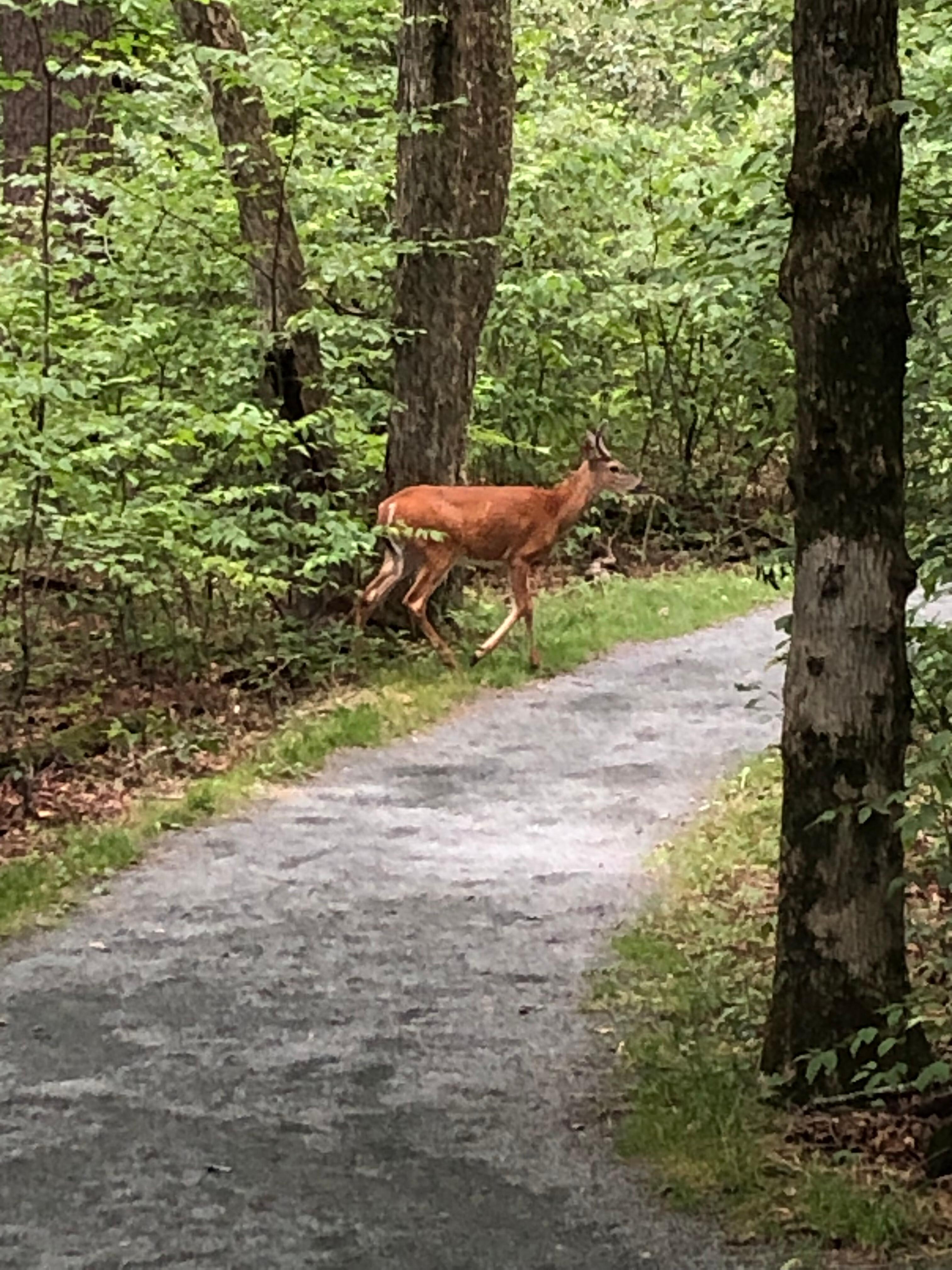 Limberlost trail