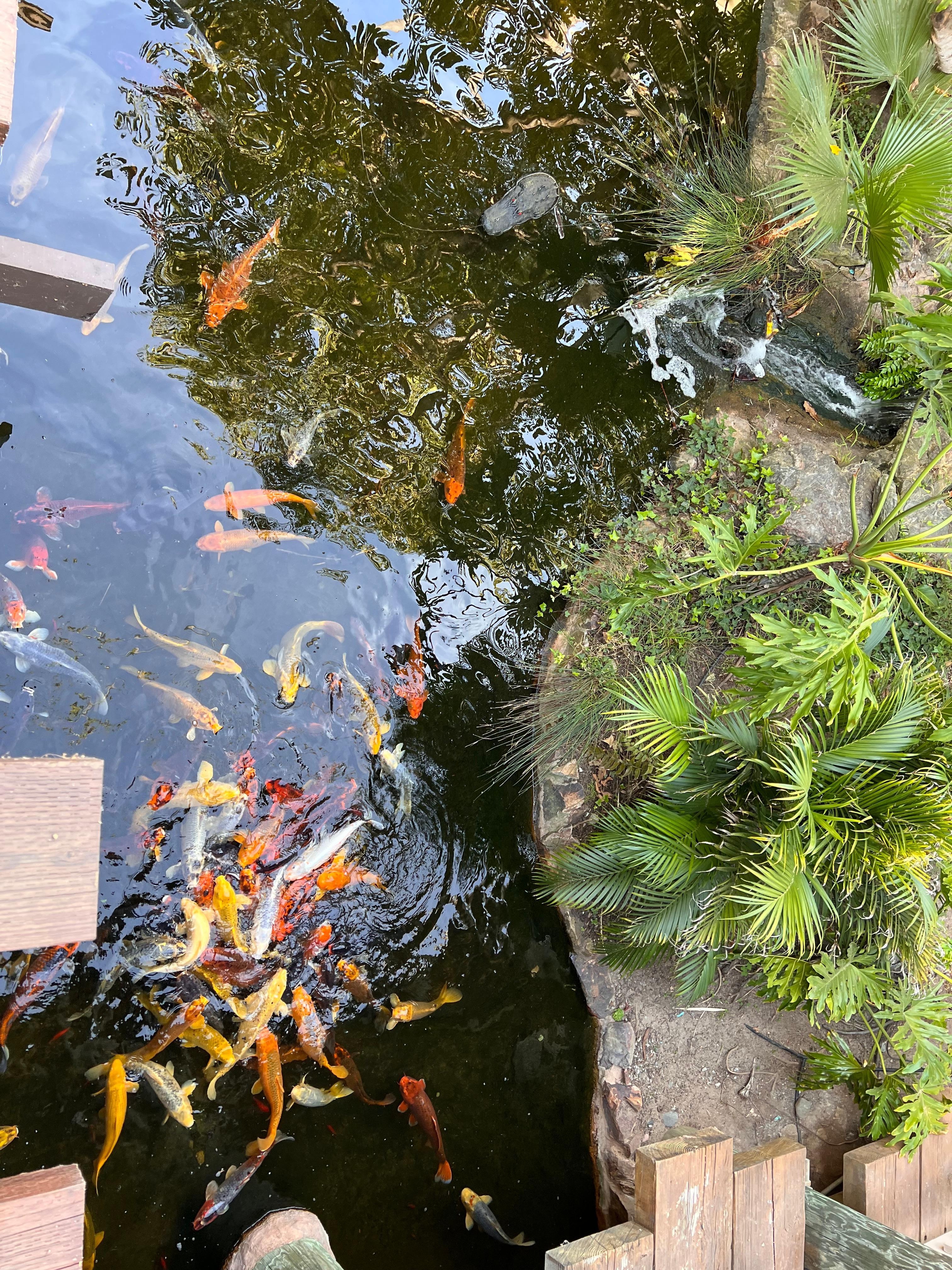 Koi pond on property
