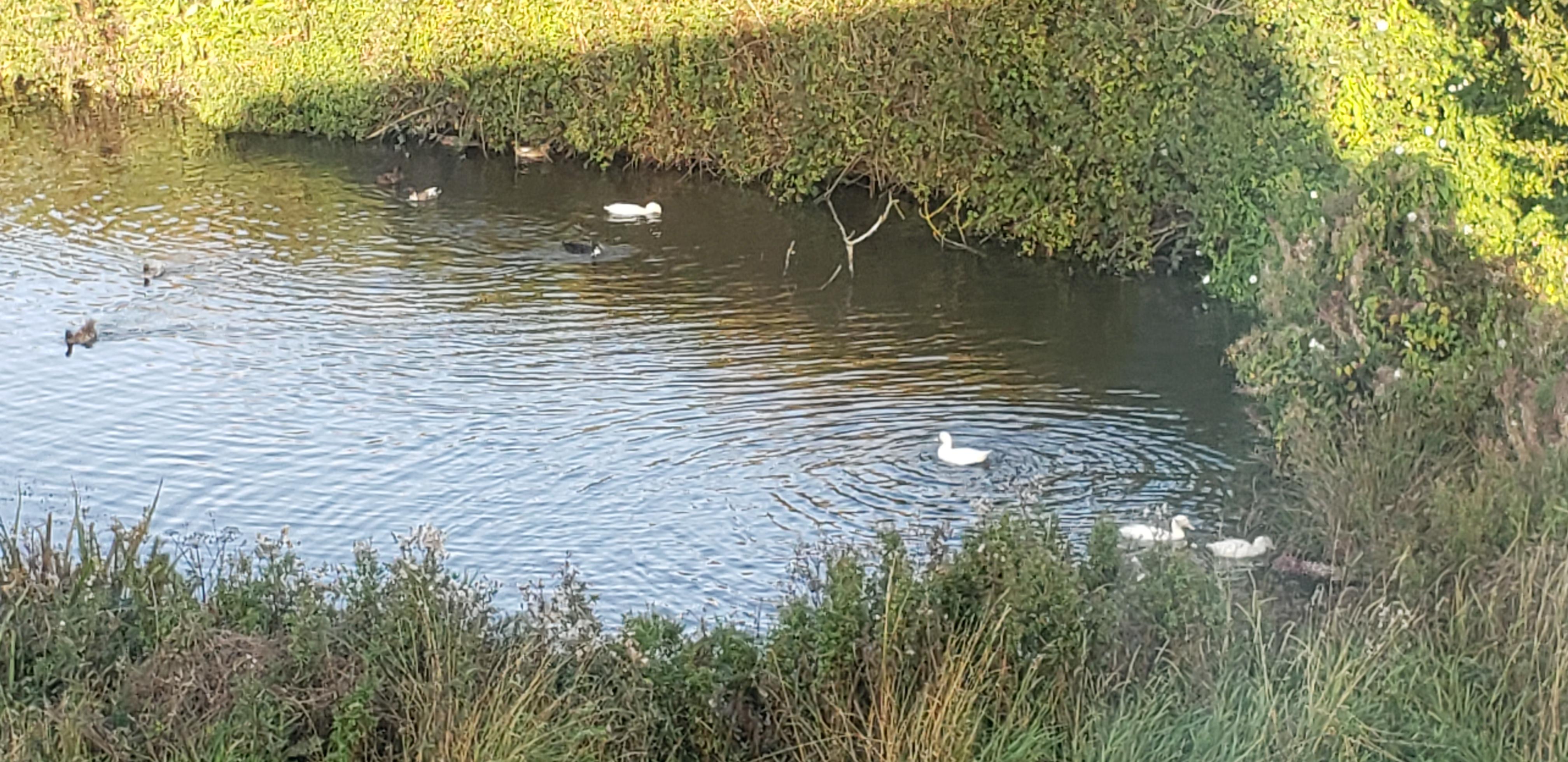 The ducks responsible for our breakfast eggs? Possibly 🙂