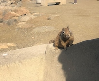Making friends