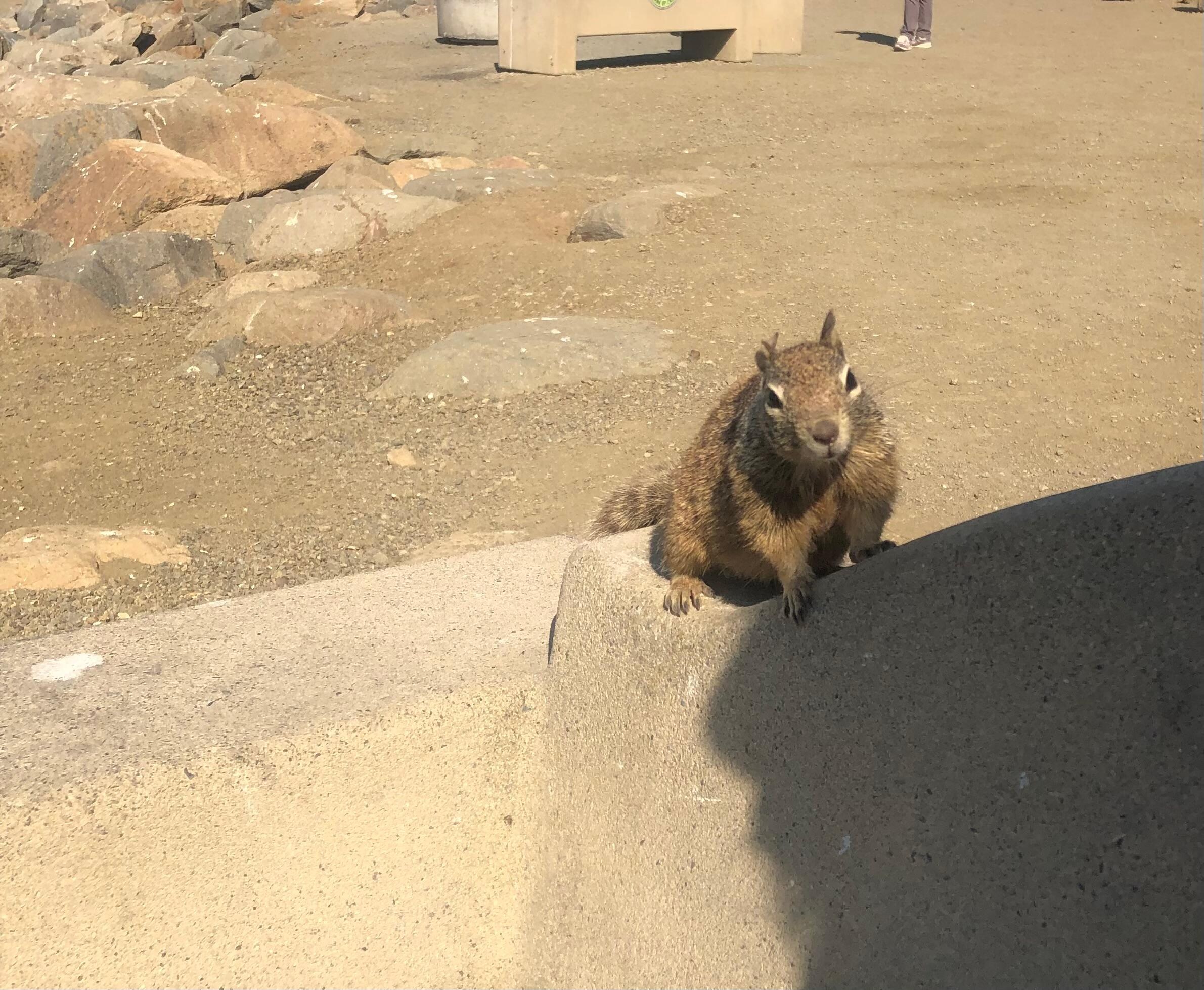 Making friends 
