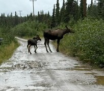 Baby and Mama Moose a few yards from our rental.