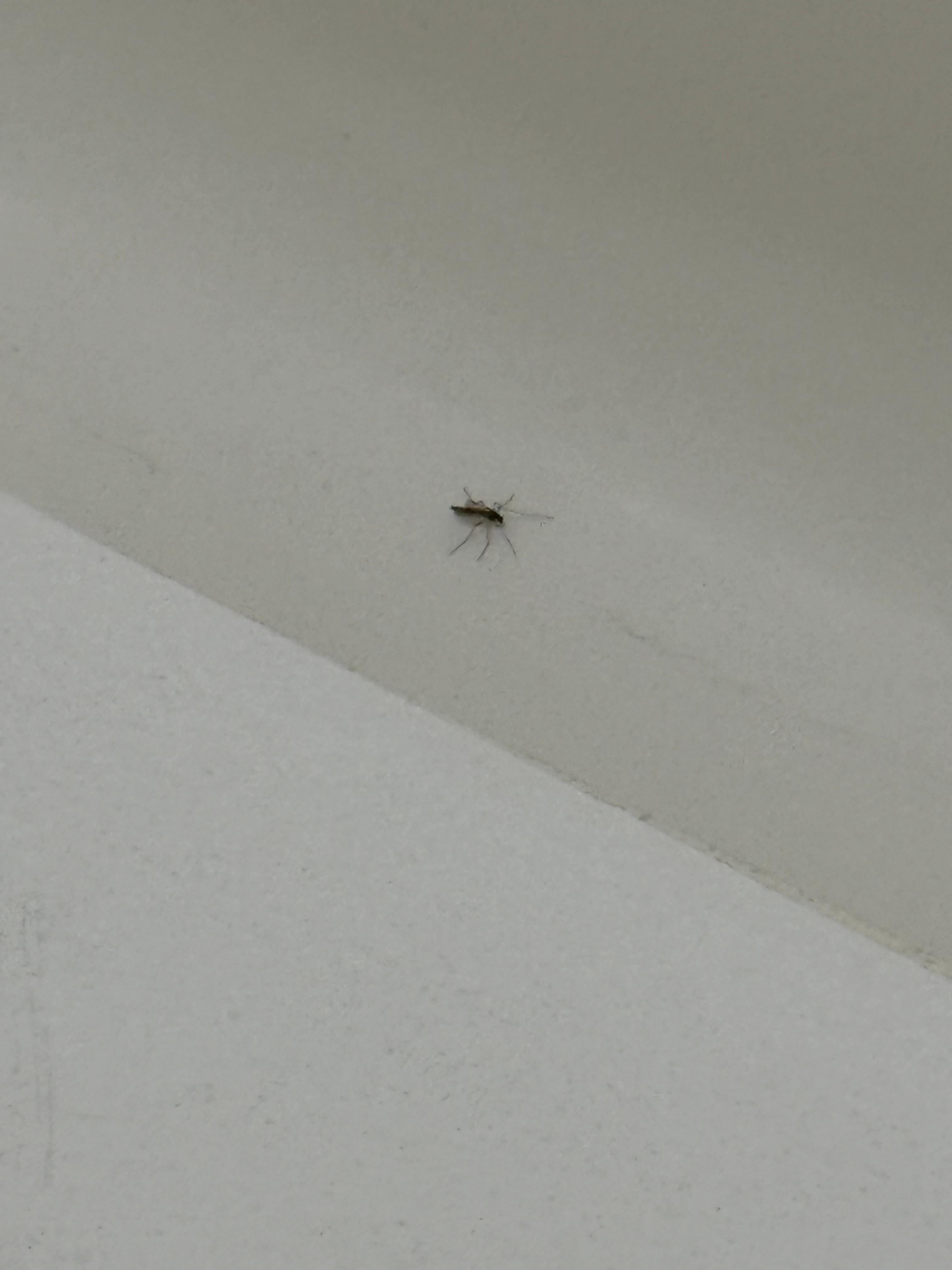 No bed bugs but definitely bugs in the tub