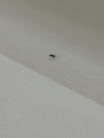No bed bugs but definitely bugs in the tub