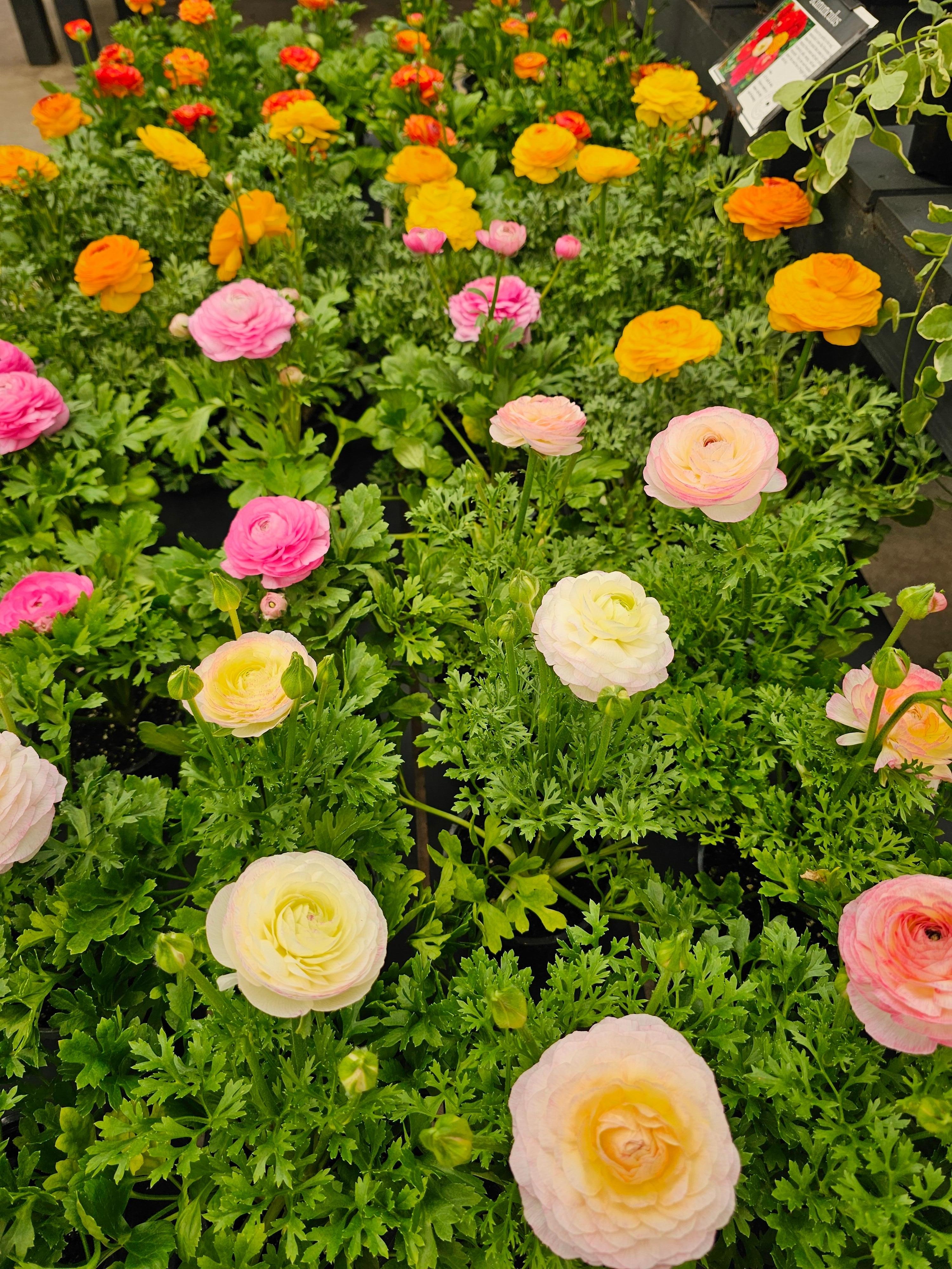 Flowers and More flowers.