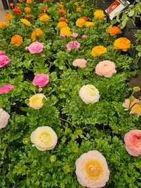 Flowers and More flowers.