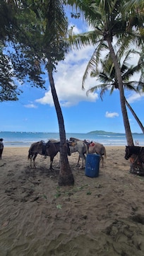 Beachfront in Tamarindo
