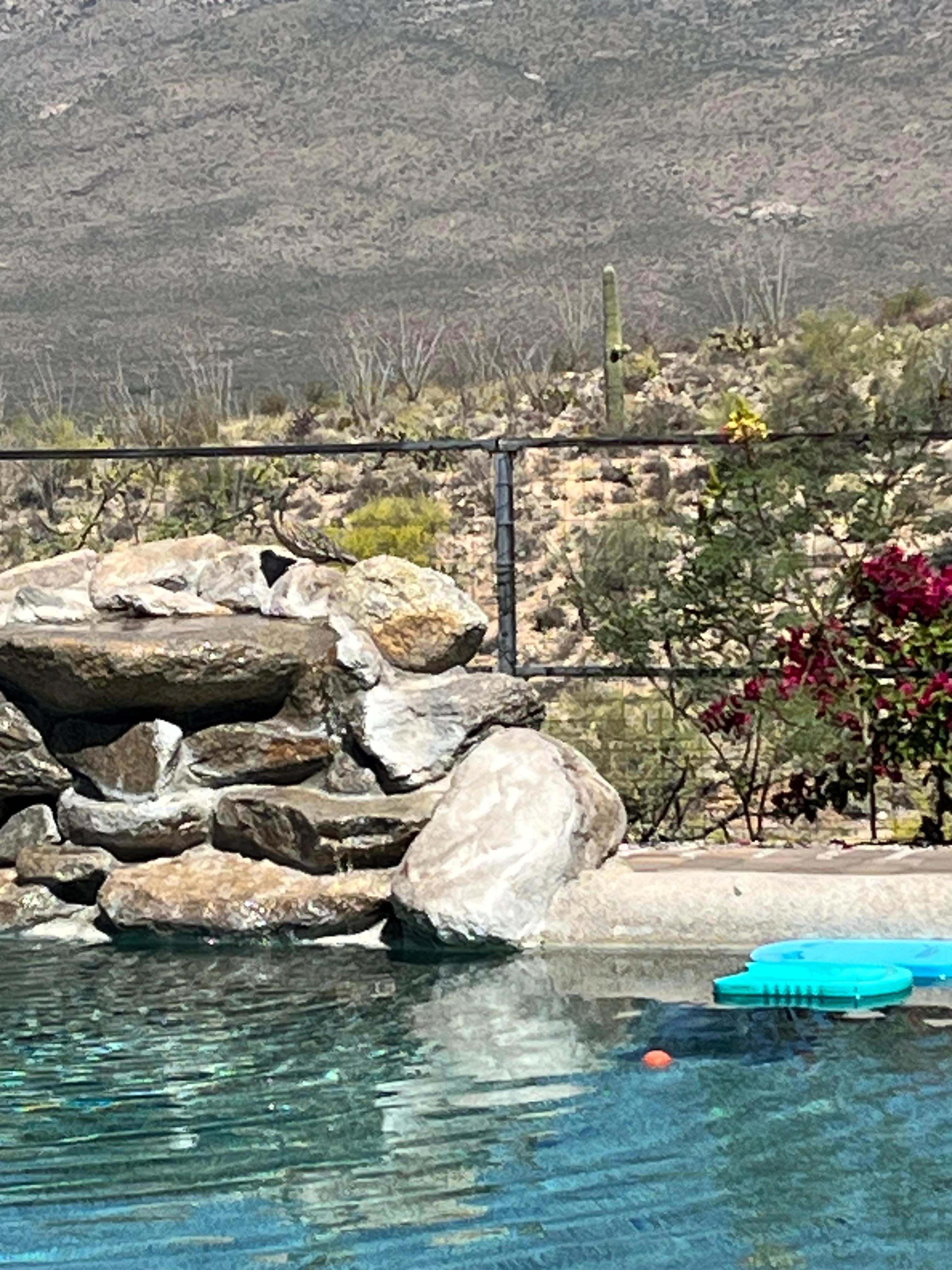 A little hard to see, but a roadrunner stopped for a drink on top of the fountain. Lots of birds stopped by. It was fun to watch!