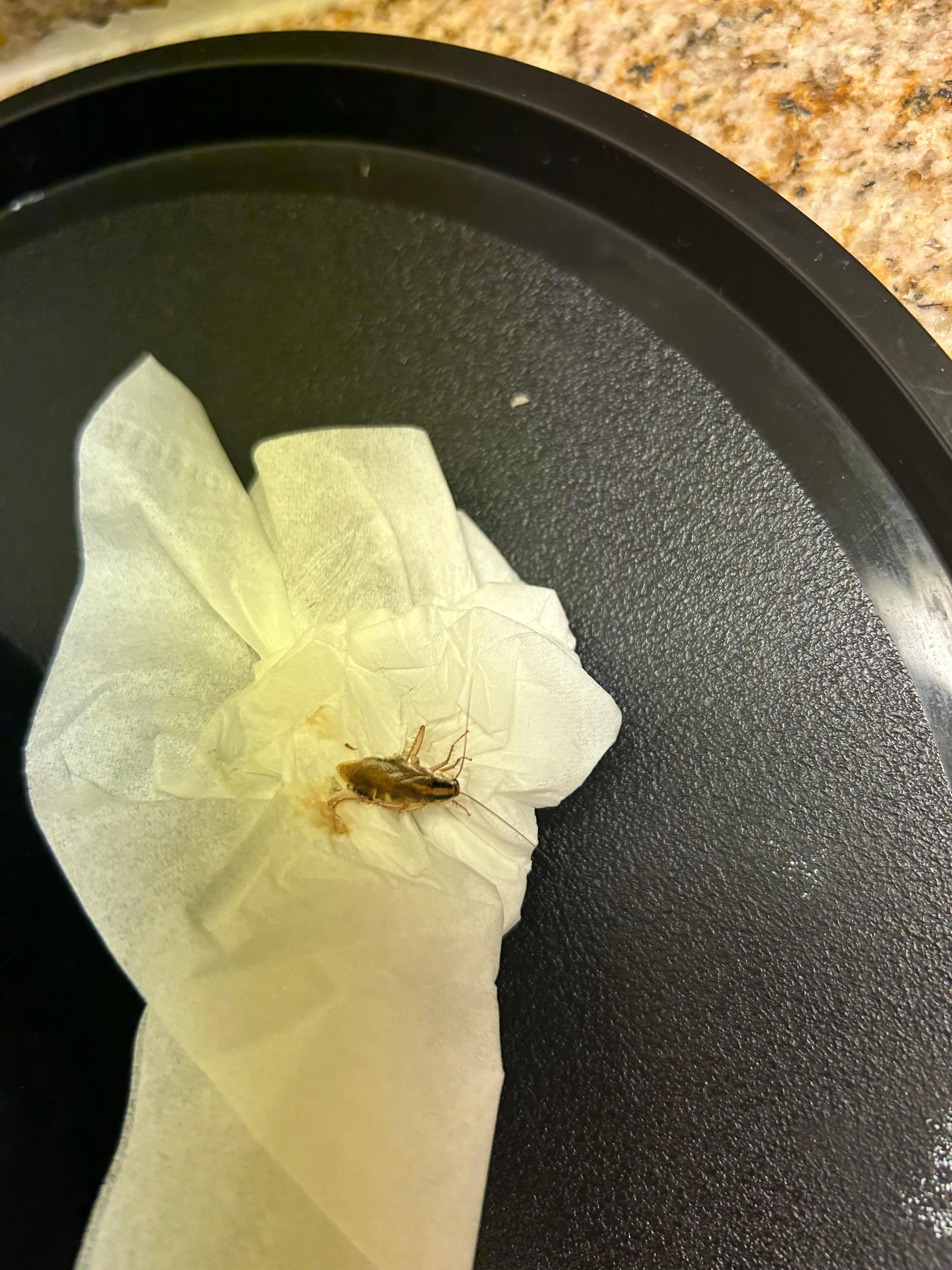 Sixth roach killed I was only there 2 days 