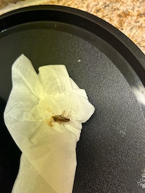 Sixth roach killed I was only there 2 days