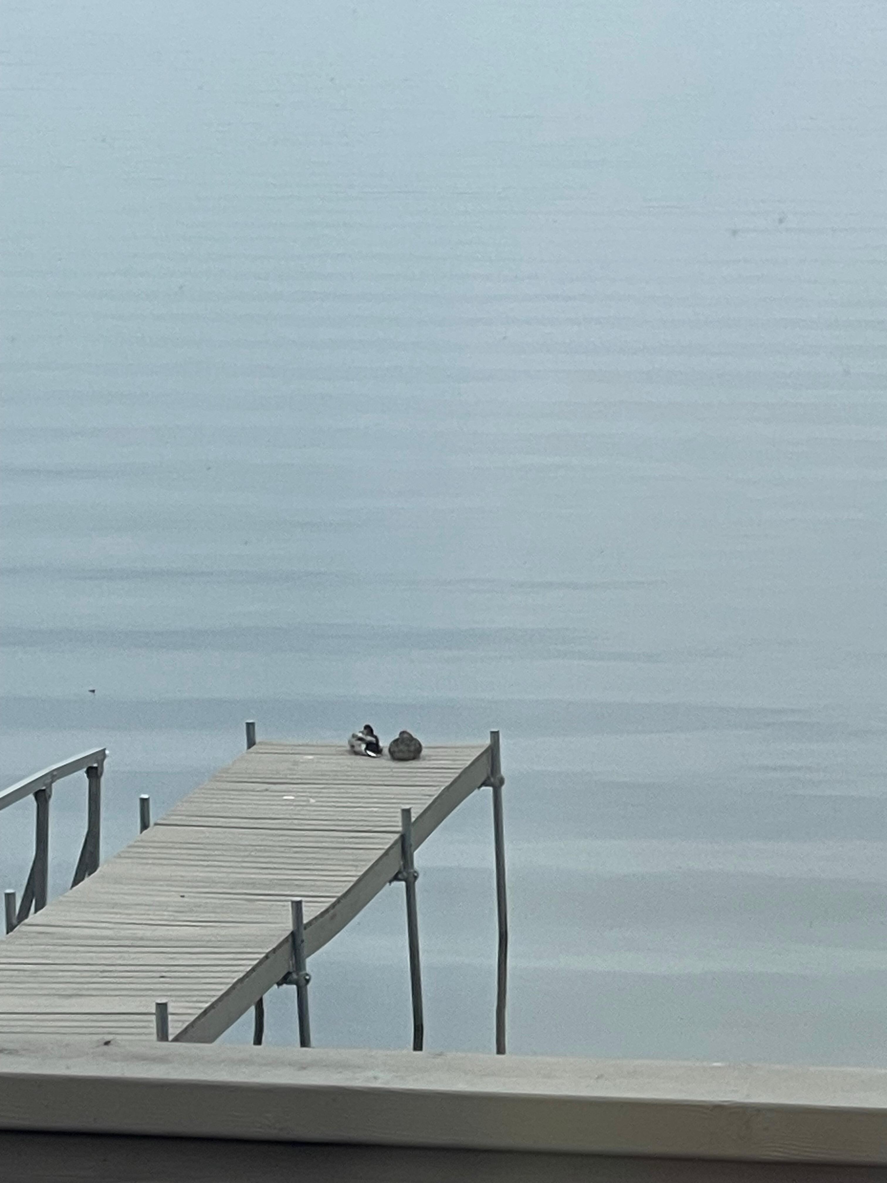 Mr & Mrs Mallard visited one whole day.  
