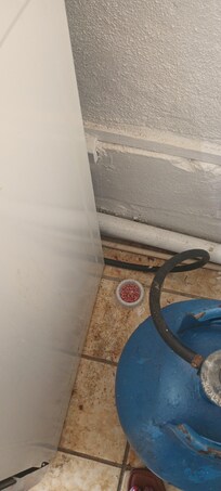 Rat poison in the kitchen so rats is a problem and was not told.