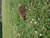 Hérisson