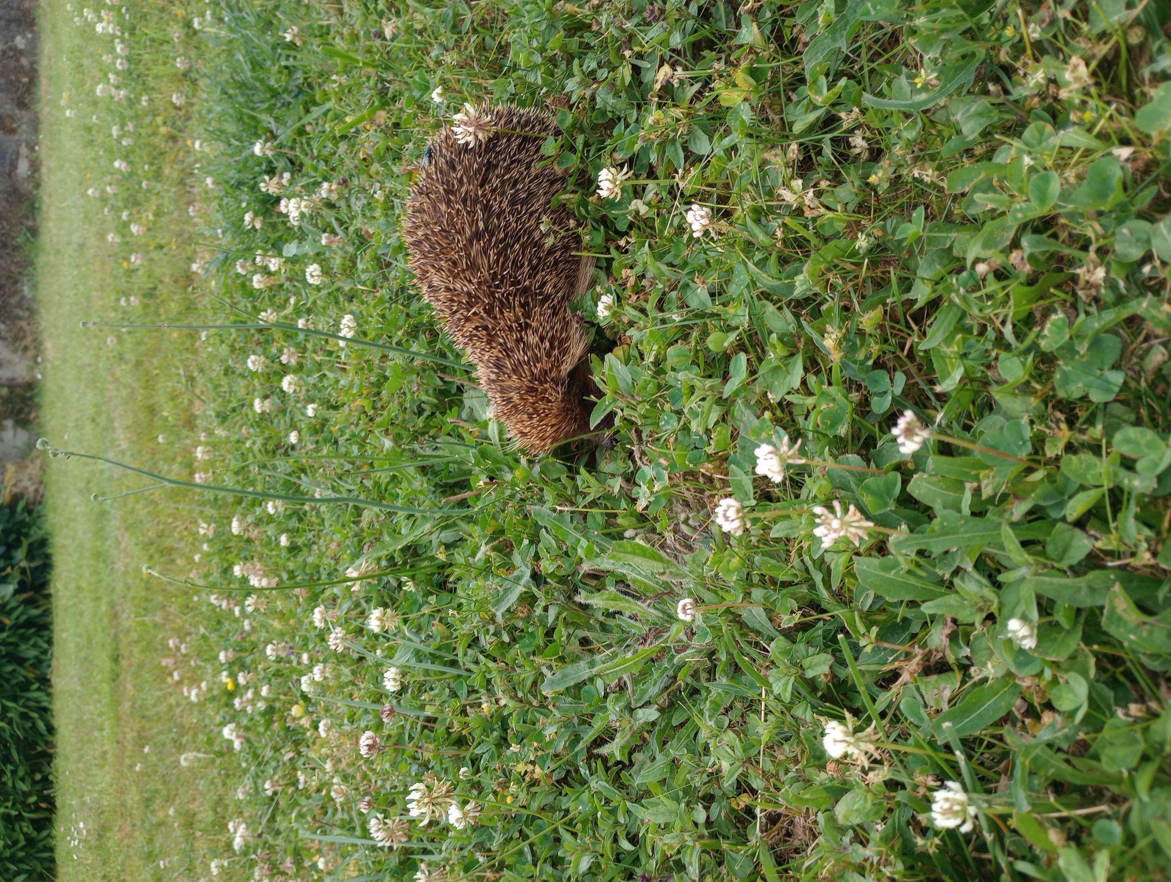 Hérisson 