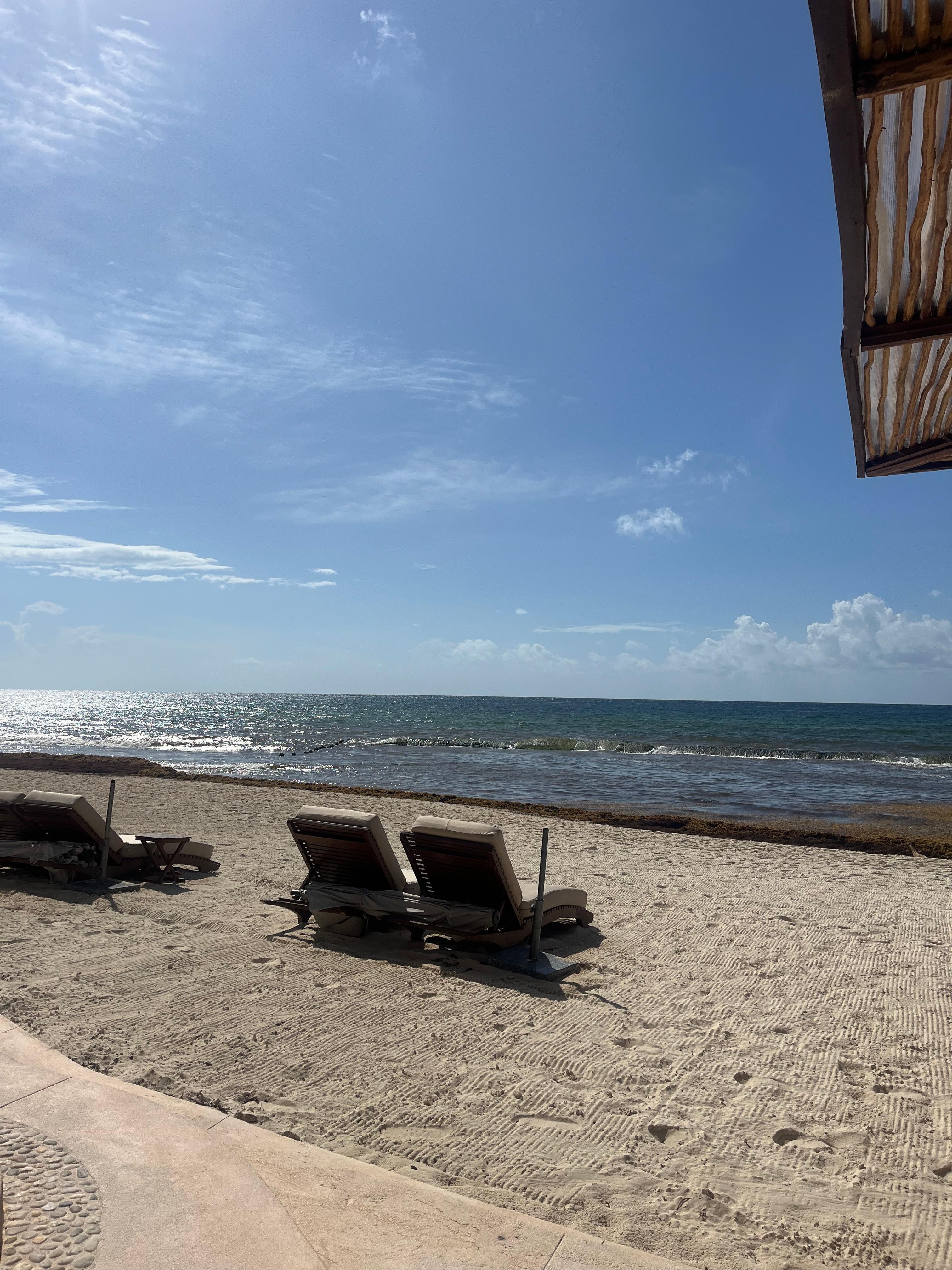 beach with brown water from sargassum 