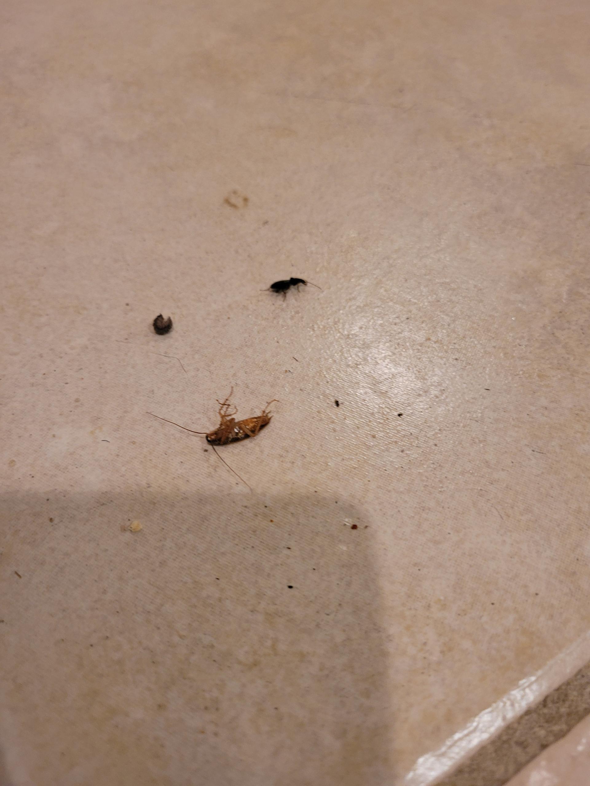 killed these and a few more bugs/cockroaches.  