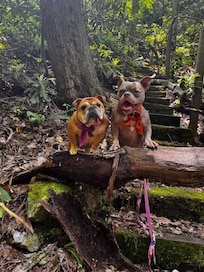 Great trails around the property
