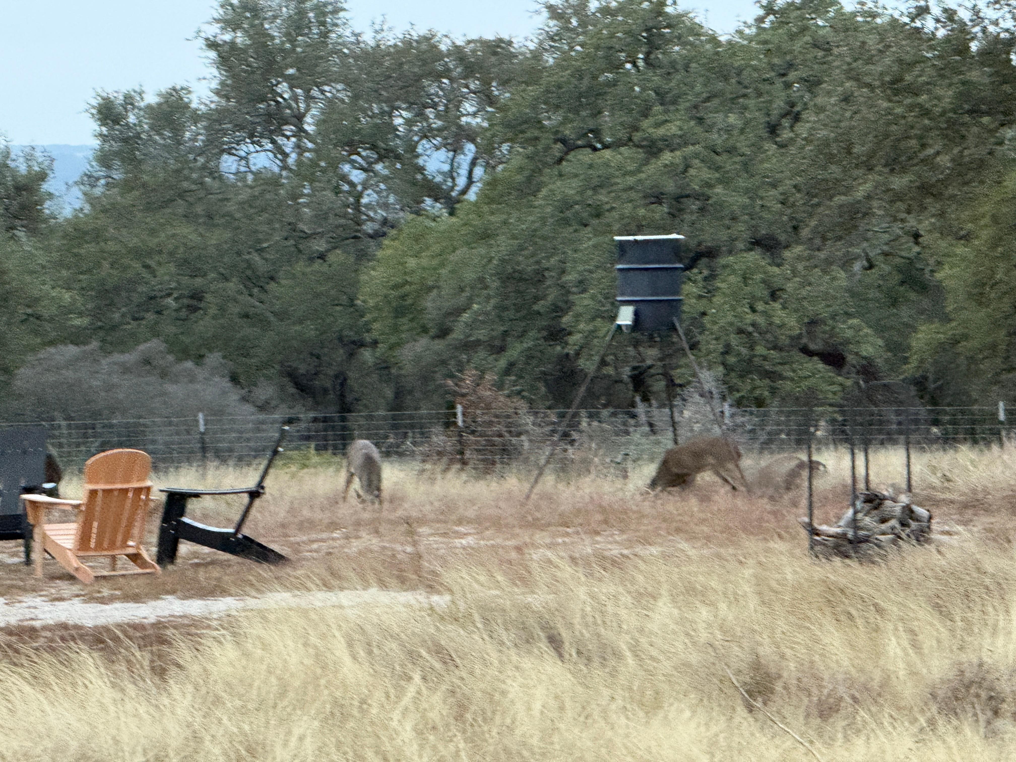 Deer feeding near the fire pit. 